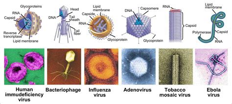 Pin on Microbiology