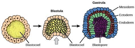 Development and Organogenesis · Concepts of Biology