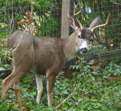 backyard deer | Art Poskanzer | Flickr