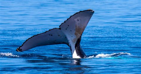 Thomsons In Tonga: Whale Watching