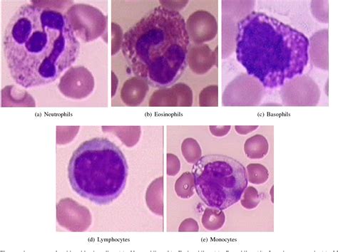 White Blood Cells Under Microscope Labeled