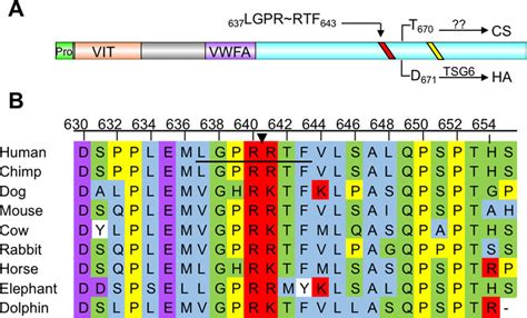 HC1 contains a conserved thrombin cleavage sequence proximal to the ...