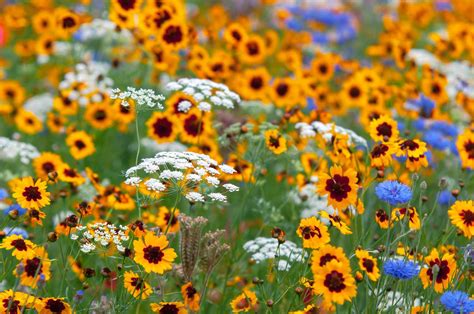 12 Types of Wildflowers for Summer Gardens