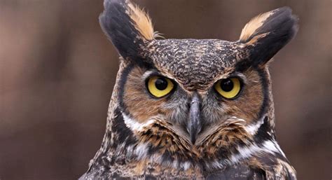 Owl Prowl Tips - Shaver’s Creek Environmental Center