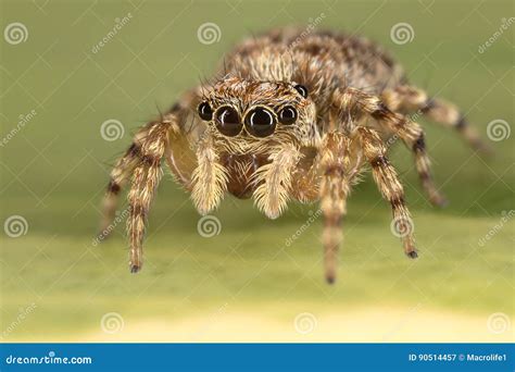 Salticidae - Jumping Spider Stock Image - Image of macro, science: 90514457