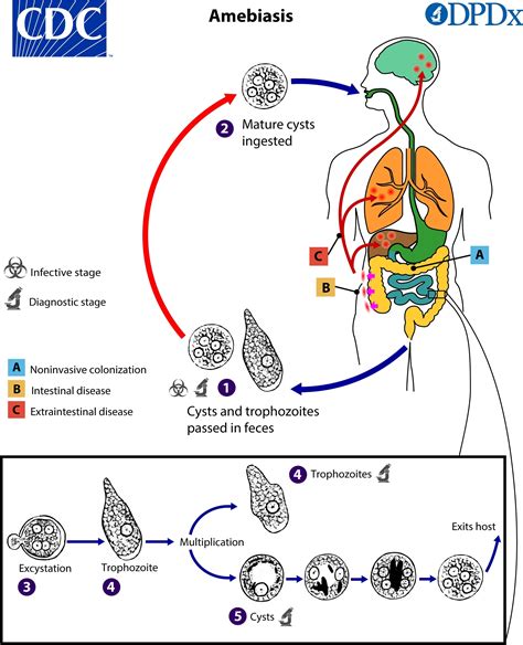 CDC - DPDx - Amebiasis