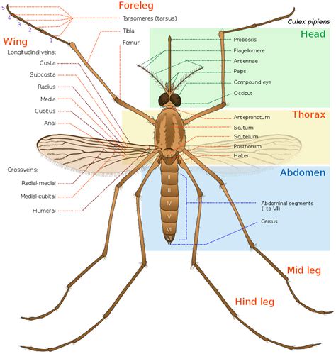 파일:Culex_pipiens_diagram_en.svg - Wikiwand