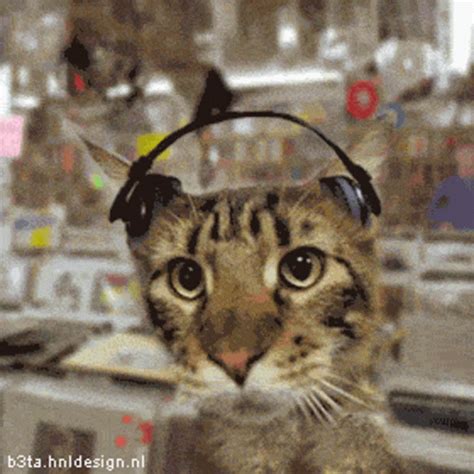 Cat Headphones GIF - Cat Headphones Bop - Discover & Share GIFs