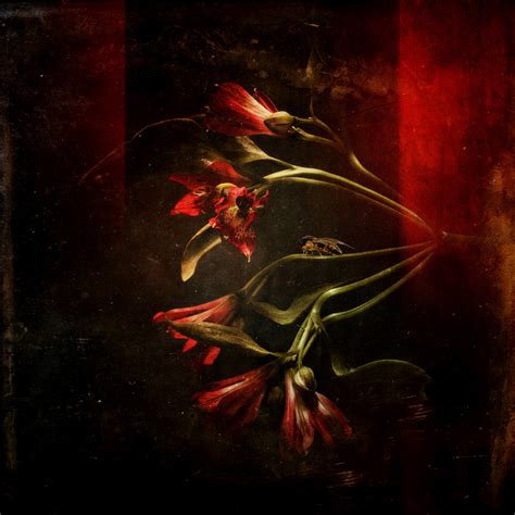 Dark Flowers on Behance