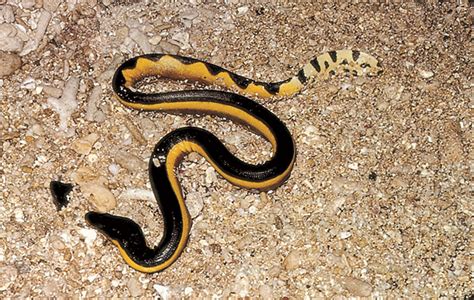 Photos of elapid snakes - family Elapidae