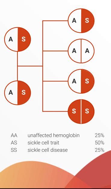 Genotype Testing - Nob Foundation