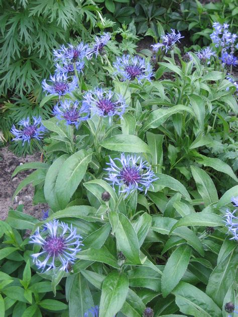 Cornflowers | Plants, Cornflower, Garden