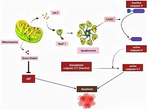 Cytochrome C released from mitochondria moves to Apaf-1 and form ...