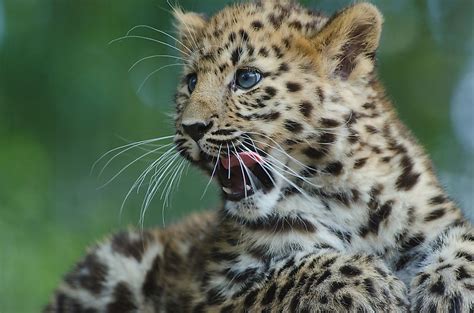 Amur Leopard Facts - Animals of Eurasia - WorldAtlas