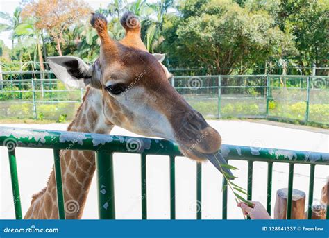 Feeding giraffe in zoo stock image. Image of recreation - 128941337