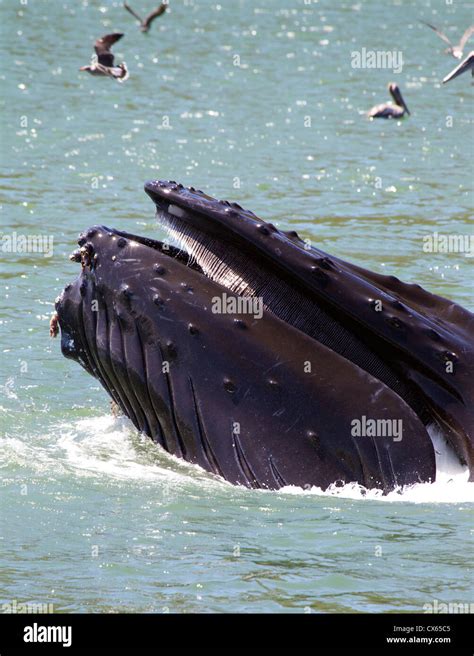 Humpback Whale Lunge Feeding Stock Photo - Alamy