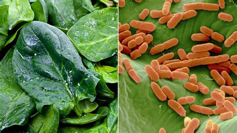 E. coli Outbreaks: A History and How to Help Prevent Them | Everyday Health