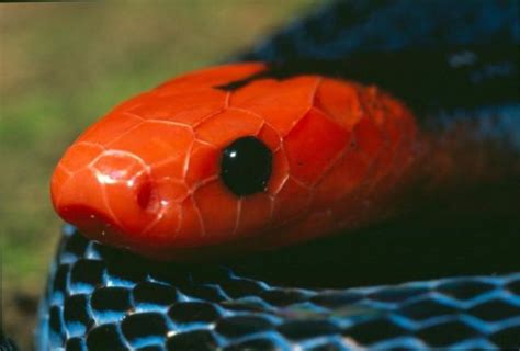 17 Species of Elapids - Amazing Snakes | HubPages