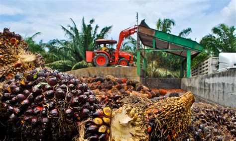 5 Negara Produsen Minyak Kelapa Sawit Terbesar di Dunia - Parboaboa