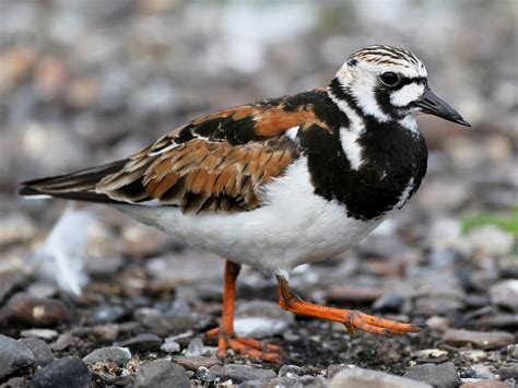 Ruddy Turnstone - eBird