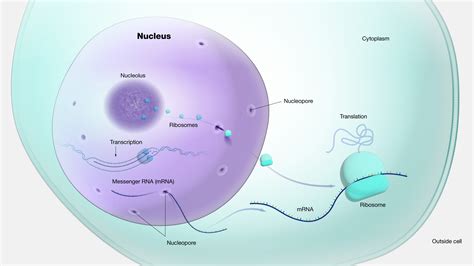 Nucleus Diagram