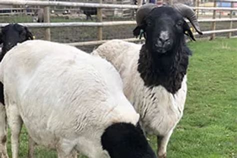 Somali Black Headed Sheep - Jimmys Farm, Zoo & Wildlife Park