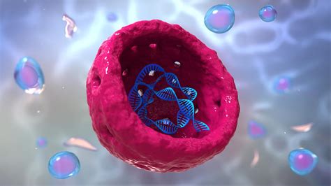 What is the Nucleolus? - Biology Wise