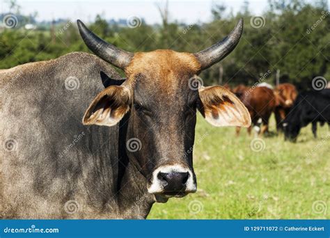 A Bos Indicus Breed Cow with Horns Stock Photo - Image of closeup ...