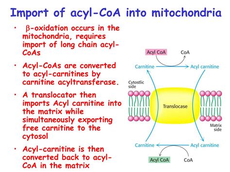 PPT - Fatty acid Catabolism ( b -oxidation) PowerPoint Presentation ...