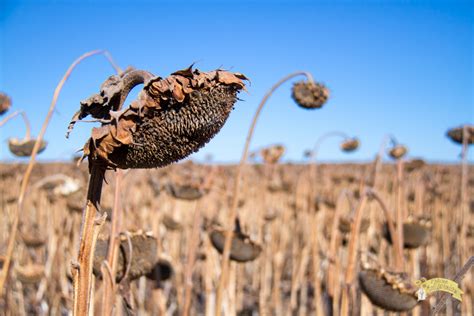 Harvesting Sunflowers – Prairie Californian