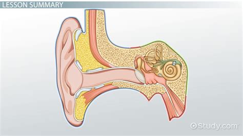 Ear Cochlea Diagram