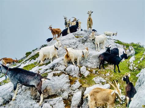 A guide to wildlife and hiking in Switzerland - Laidback Hikers