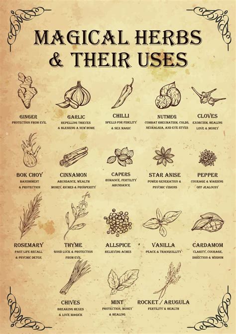 Magical Herbs & Their Uses - Poster - Media Chomp