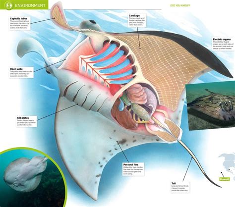 Manta Ray Anatomy - How It Works | Scribd