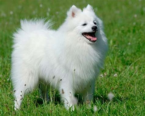 Japanese Spitz vs Australian Stumpy Tail Cattle Dog - Breed Comparison