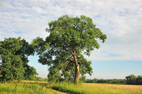 Tree, broken by lightning stock photo. Image of daylight - 13542050