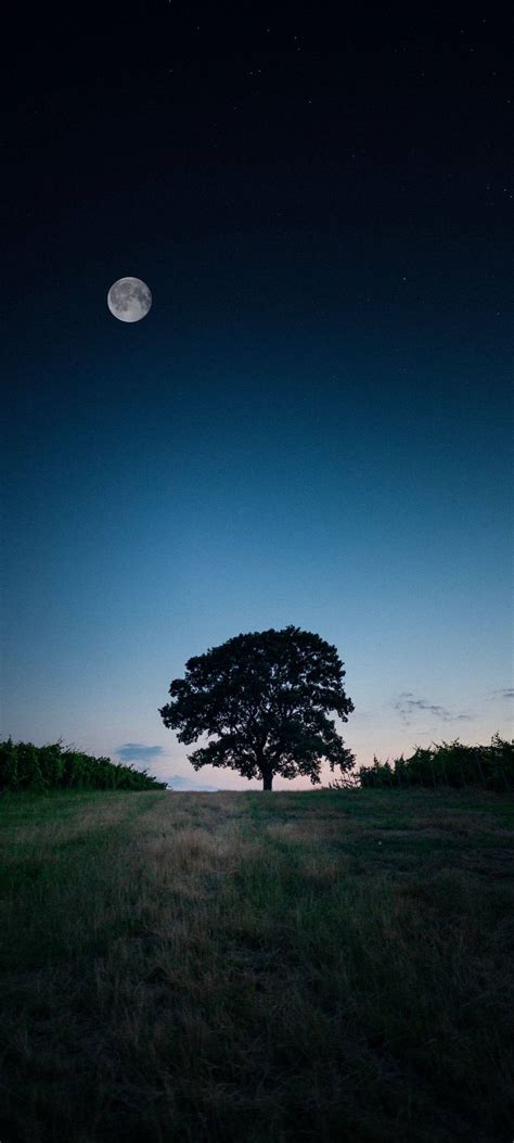 Moon And Tree Wallpapers - Wallpaper Cave