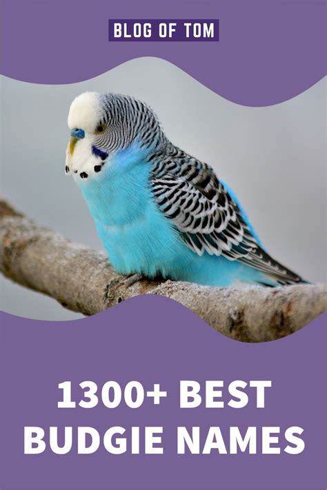 If you're looking for budgie names, you've come to the right place! We ...