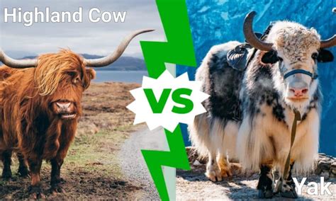 Yak vs Highland Cow - IMP WORLD