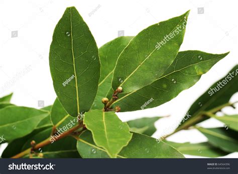 Fresh Bay Leaves Stock Photo 64564396 : Shutterstock