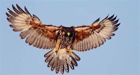 Harris's Hawk - Wildlife Facts