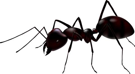 Ant PNG Image - PurePNG | Free transparent CC0 PNG Image Library