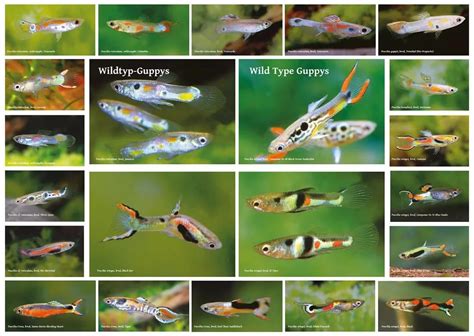 Guppy/Endler/Hybrid - Genetics/Strains/Colors/Breeding info : r/Aquariums