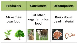 What are living things in an ecosystem? [2022] Guide (2023)