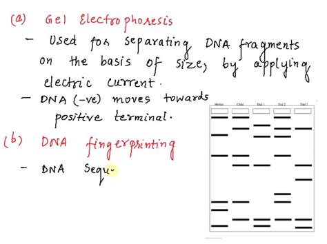 SOLVED: Look at the following gel electrophoresis: How does DNA gel ...