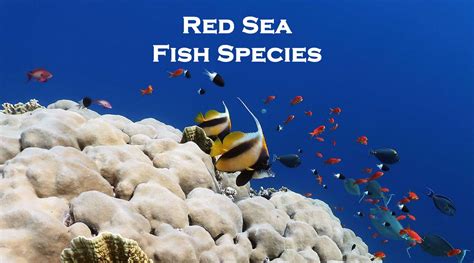 Red Sea Fish Guide With Photos - Most Common Species To See