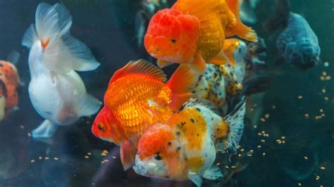 Ranchu Goldfish Care Guide - Aquarium Inside