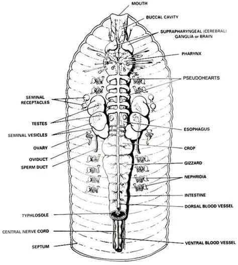 earthworm dissection