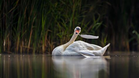 Bing image: Mute swan - Bing Wallpaper Gallery