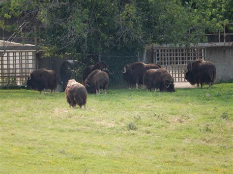 7/3/2015 - Musk Ox Herd - ZooChat